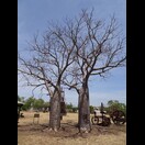 Ein Boab (Adansonia gregorii), dessen Stammumfang bis zu 20 m betragen kann